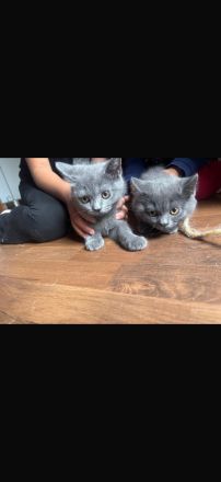 Bkh kitten abzugeben