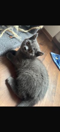 Bkh kitten abzugeben