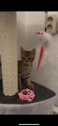 Bengalkitten babykatze bengal