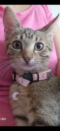 Bengalkitten babykatze bengal