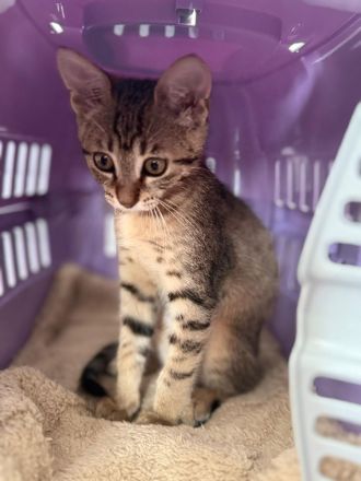 Bengalkitten babykatze bengal