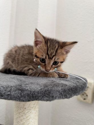 Bengalkitten babykatze bengal