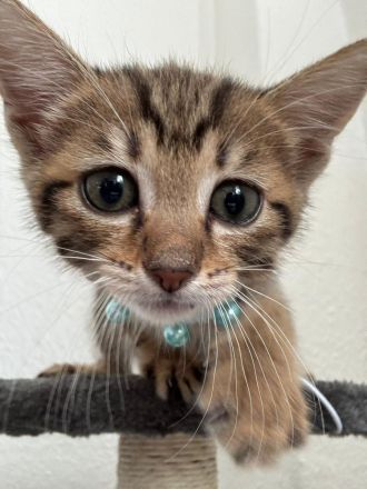 Bengalkitten babykatze bengal
