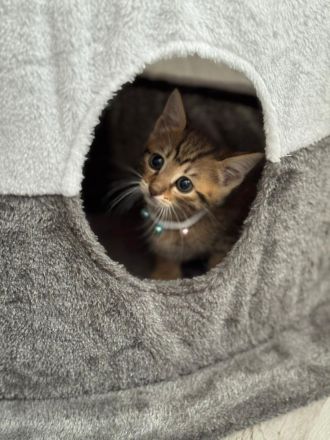 Bengalkitten babykatze bengal