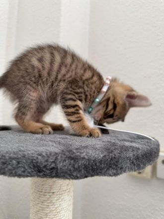 Bengalkitten babykatze bengal