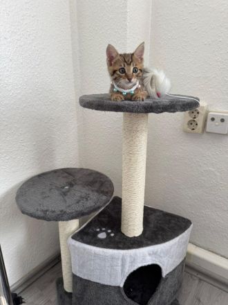 Bengalkitten babykatze bengal