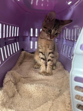 Bengalkitten babykatze bengal