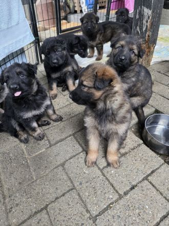 Altdeutsche Schäferhund Welpen deutscher Schäferhund