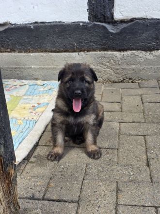 Altdeutsche Schäferhund Welpen deutscher Schäferhund