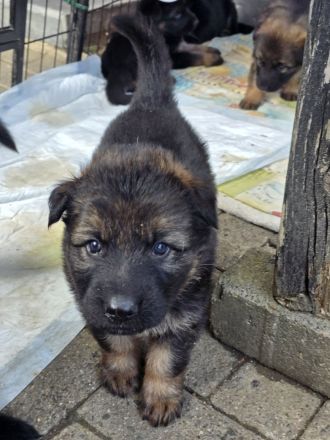 Altdeutsche Schäferhund Welpen deutscher Schäferhund