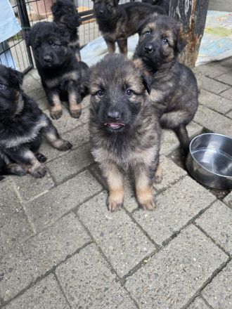Altdeutsche Schäferhund Welpen deutscher Schäferhund