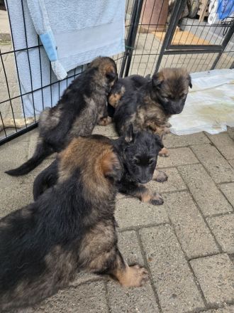 Altdeutsche Schäferhund Welpen deutscher Schäferhund