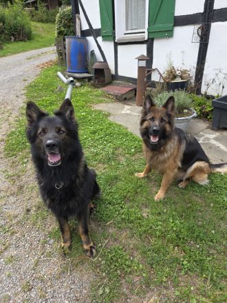 Altdeutsche Schäferhund Welpen deutscher Schäferhund