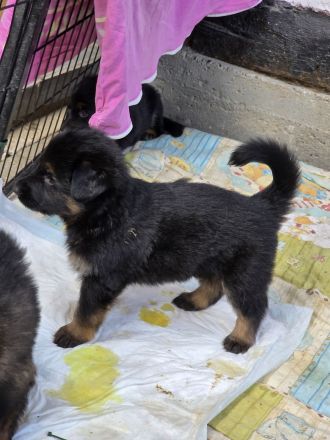 Altdeutsche Schäferhund Welpen deutscher Schäferhund