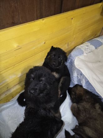 Altdeutsche Schäferhund Welpen deutscher Schäferhund