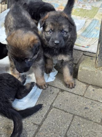 Altdeutsche Schäferhund Welpen deutscher Schäferhund