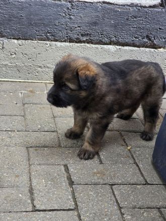 Altdeutsche Schäferhund Welpen deutscher Schäferhund