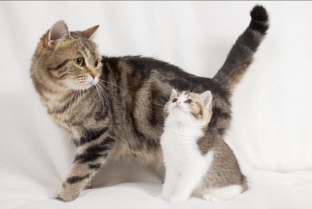 BKH Katze Lisa mit Tochter Mia mit Stammbaum, Chip , Gesundheitszeugnis,  genetische  Tests