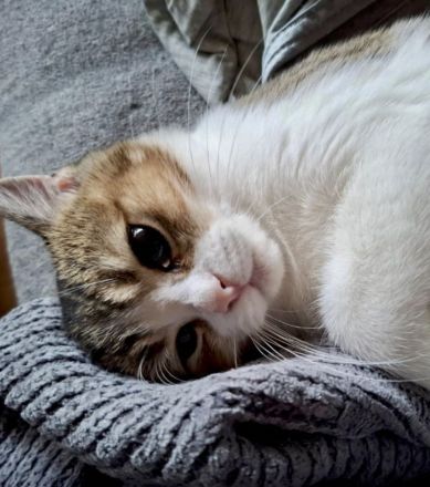 BKH Katze Lisa mit Tochter Mia mit Stammbaum, Chip , Gesundheitszeugnis,  genetische  Tests