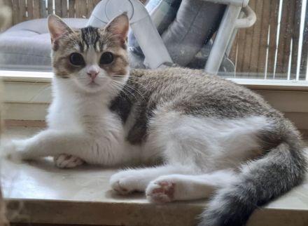 BKH Katze Lisa mit Tochter Mia mit Stammbaum, Chip , Gesundheitszeugnis,  genetische  Tests