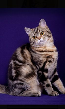 BKH Katze Lisa mit Tochter Mia mit Stammbaum, Chip , Gesundheitszeugnis,  genetische  Tests