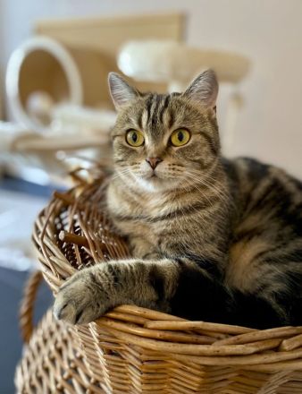 BKH Katze Lisa mit Tochter Mia mit Stammbaum, Chip , Gesundheitszeugnis,  genetische  Tests