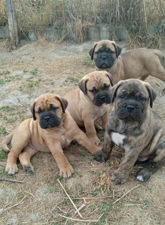 Bullmastiff Welpen- Showpotential, FCI Ahnentafel