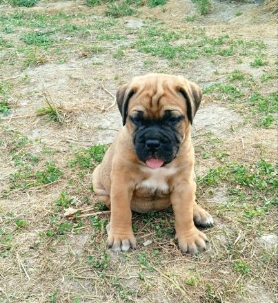 Bullmastiff Welpen- Showpotential, FCI Ahnentafel