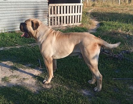 Bullmastiff Welpen- Showpotential, FCI Ahnentafel
