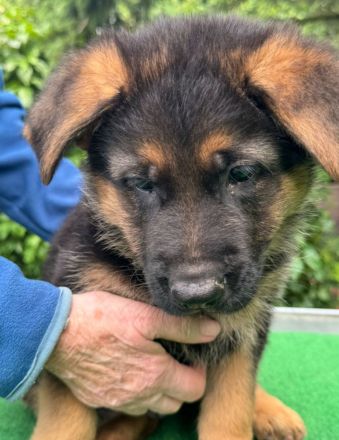 Schäferhundwelpen aus Hobbyzucht abzugeben