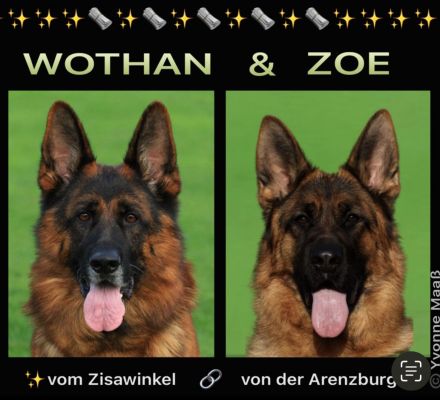 Schäferhundwelpen aus Hobbyzucht abzugeben