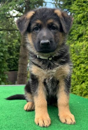 Schäferhundwelpen aus Hobbyzucht abzugeben