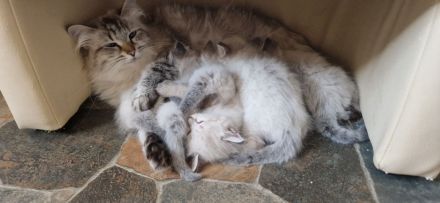 Neva Masquarade SWK Kitten Katzenbabys