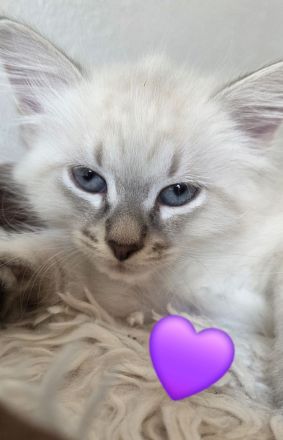 Neva Masquarade SWK Kitten Katzenbabys