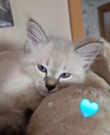 Neva Masquarade SWK Kitten Katzenbabys