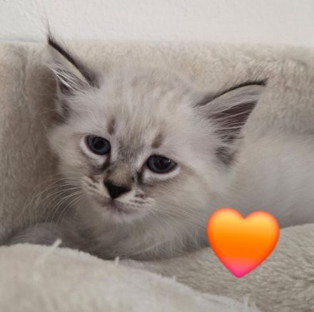 Neva Masquarade SWK Kitten Katzenbabys