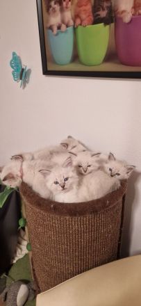 Neva Masquarade SWK Kitten Katzenbabys