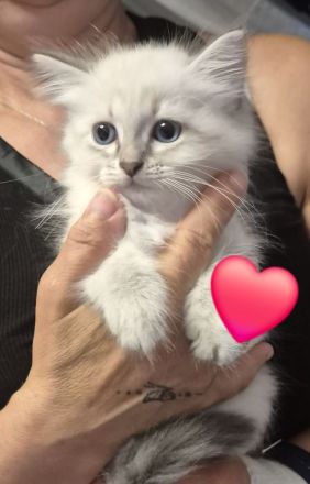 Neva Masquarade SWK Kitten Katzenbabys