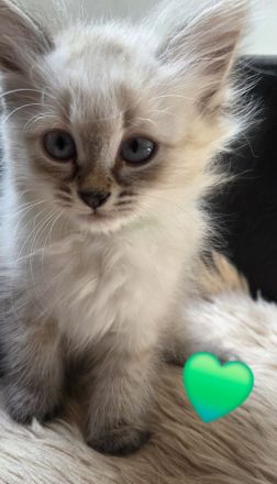 Neva Masquarade SWK Kitten Katzenbabys