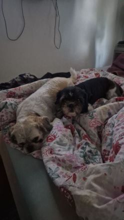 Neva Masquarade SWK Kitten Katzenbabys