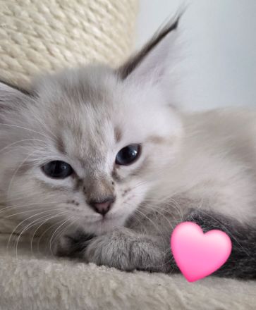 Neva Masquarade SWK Kitten Katzenbabys