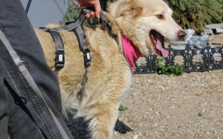 Zauberhafte Ambra sucht ihre Familie