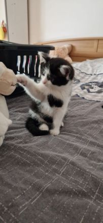 Zwei süße BKH-Mix Kätzchen suchen ein liebevolles Zuhause