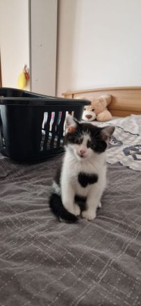 Zwei süße BKH-Mix Kätzchen suchen ein liebevolles Zuhause