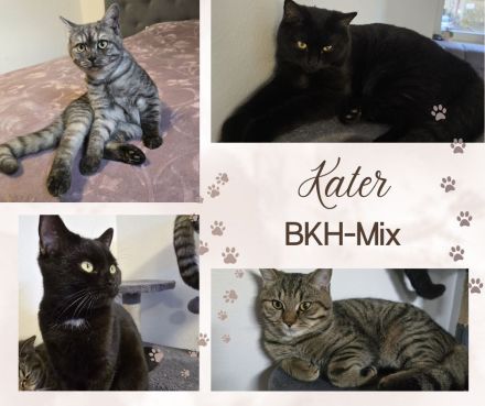 BKH Katzen