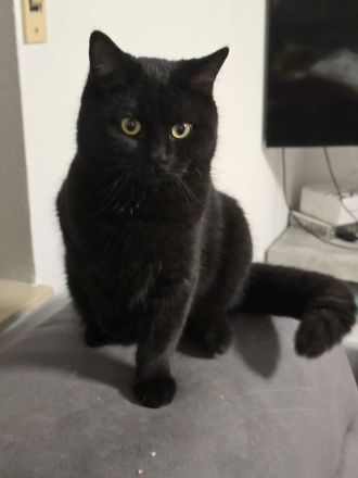 BKH Mischlingskater Brüder zwei Kater