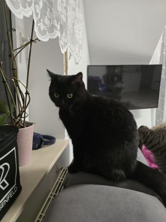 BKH Mischlingskater Brüder zwei Kater