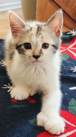 Maine-Coon/BKH-Kitten zu verkaufen (4x P2)