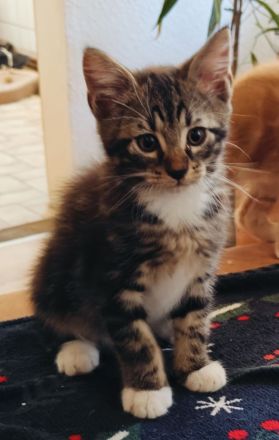 Maine-Coon/BKH-Kitten zu verkaufen (4x P2)