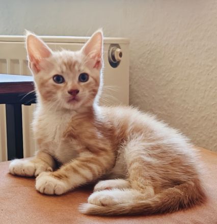 Maine-Coon/BKH-Kitten zu verkaufen (4x P2)